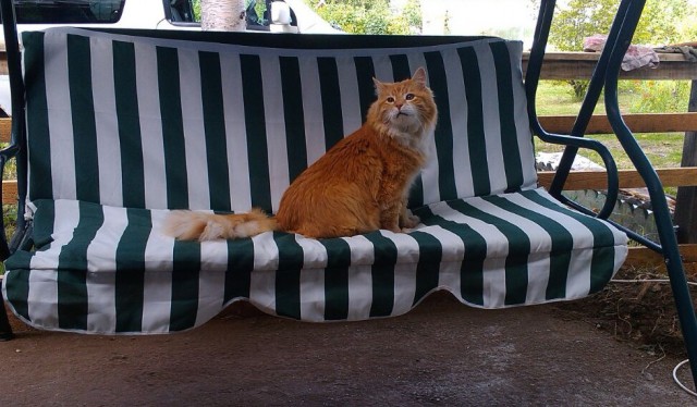 Мой кот