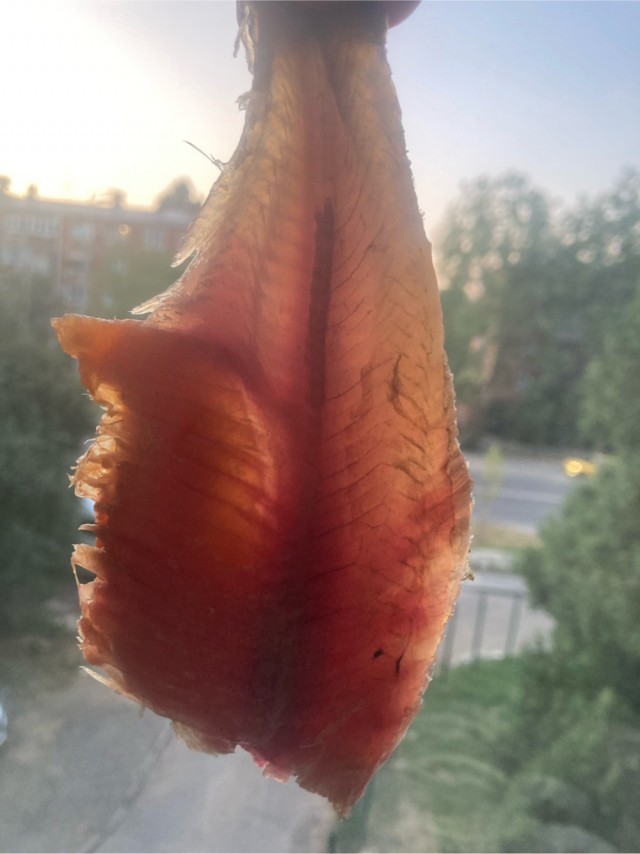 Рыбов показываю