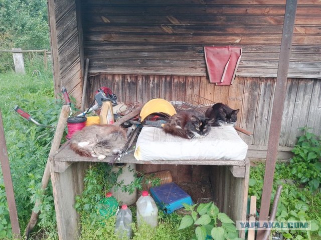 Жизнь домашнего приюта для котеек 551