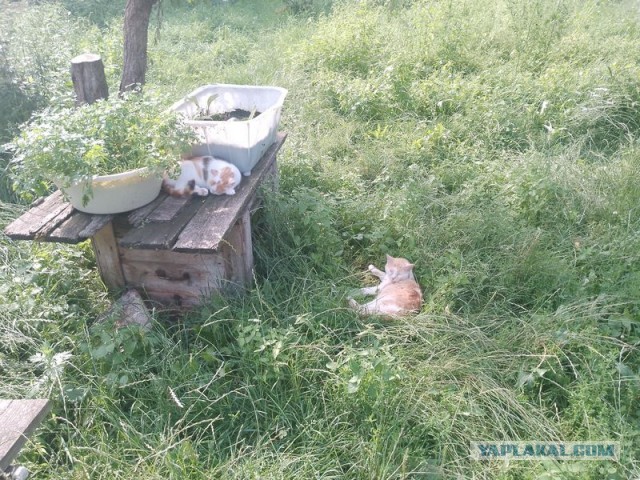 Жизнь домашнего приюта для котеек 553