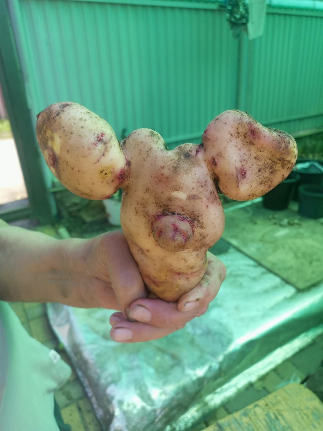 Женщина выкопали картофелину, напоминающую жуткую морду