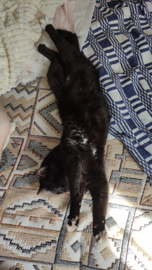 С котовторником!