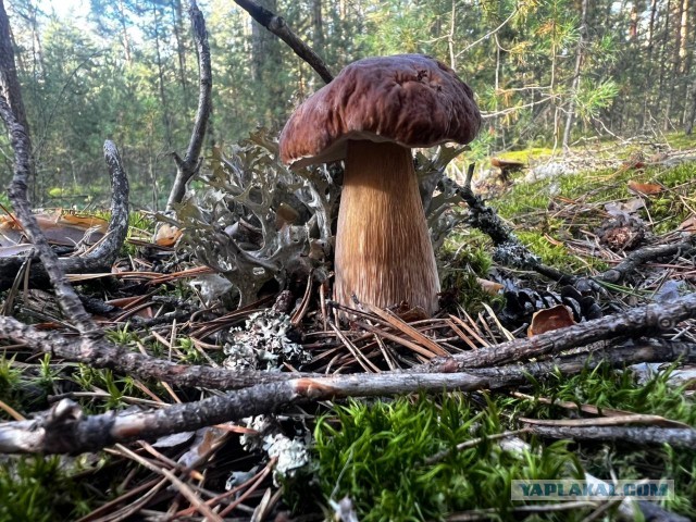 Воскресная прогулка в лес