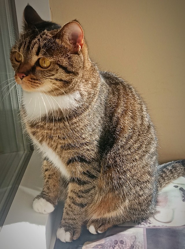 Осенний кот