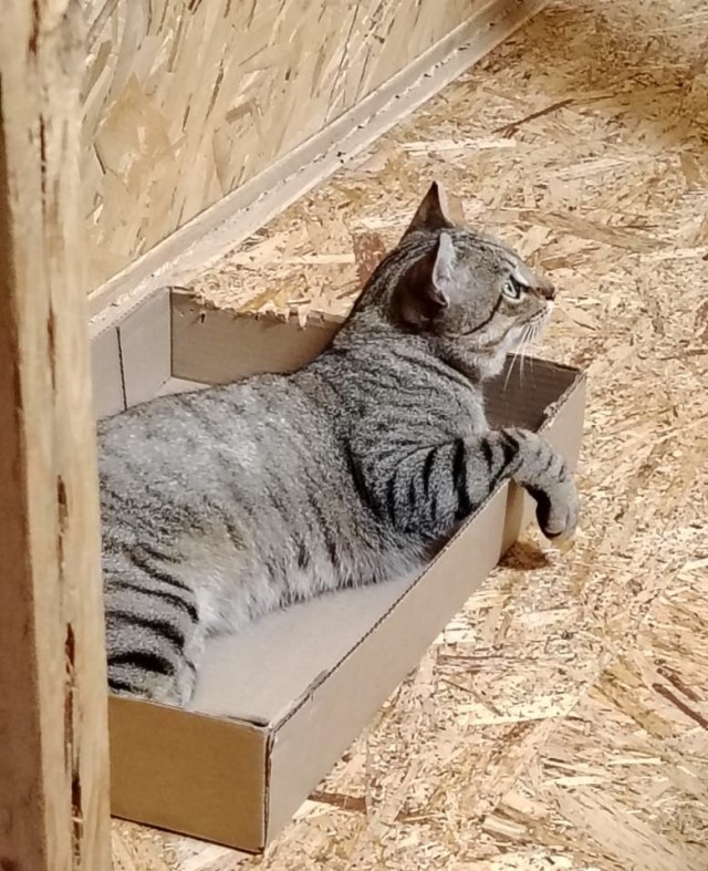 Котовторник жеж!!!