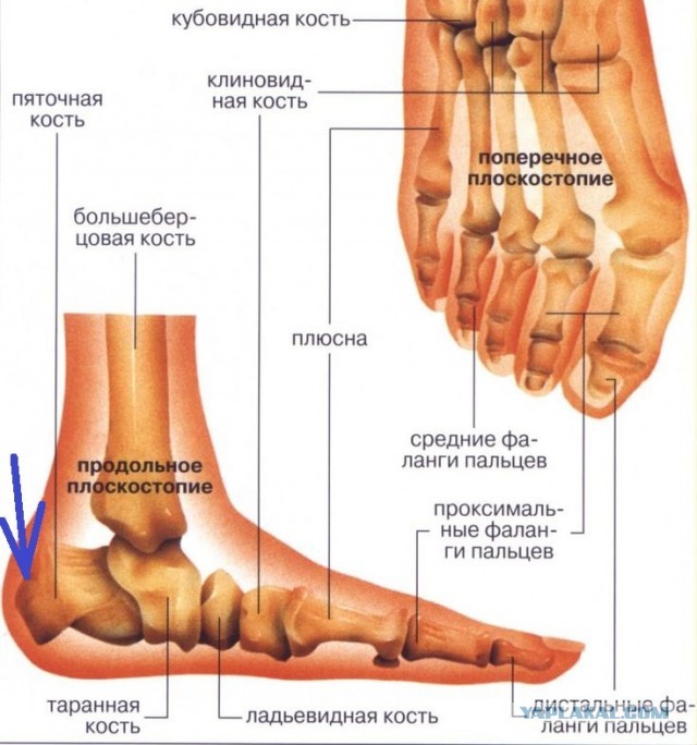 Нужна помощь пятковедов, костологов и иных мед рабочих
