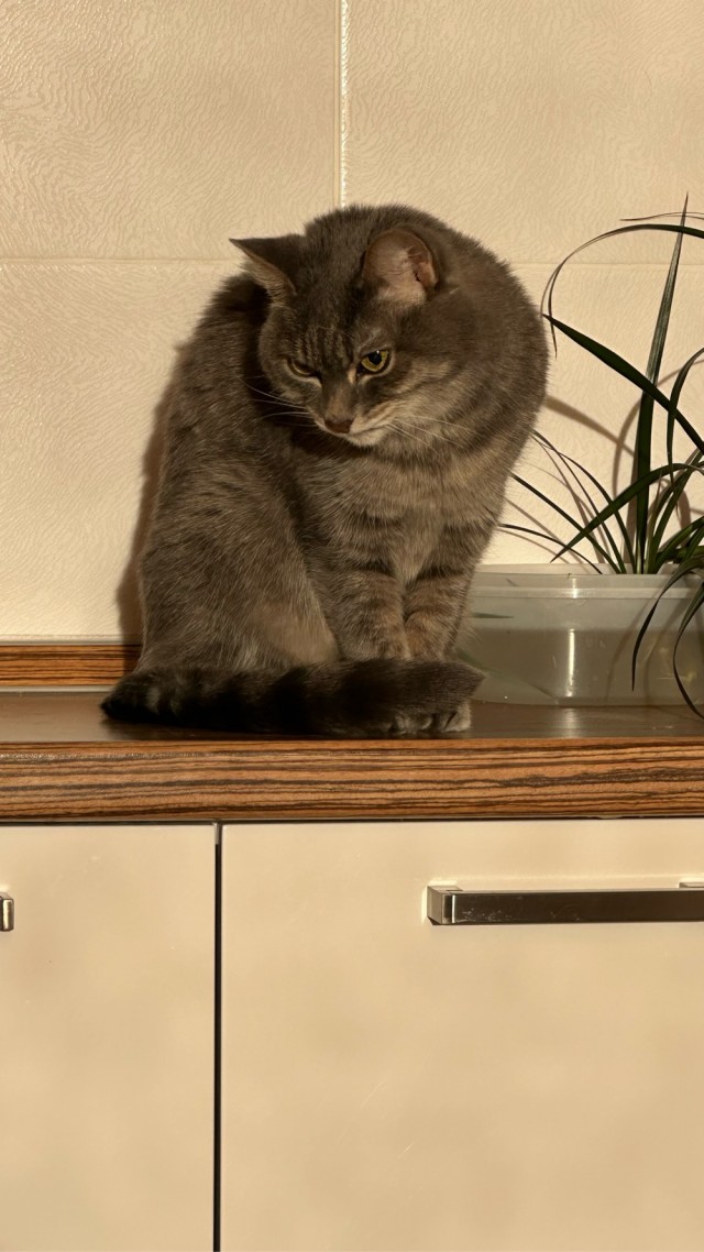 Котовторник же!