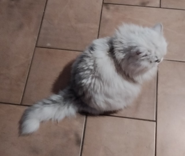 Хвостище к котовторнику