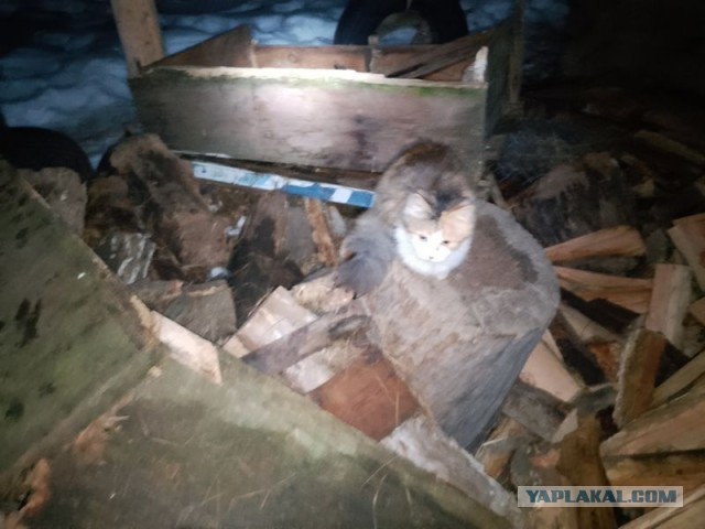 Жизнь домашнего приюта для котеек 572