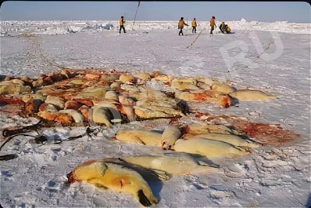 Немного милоты на сегодня