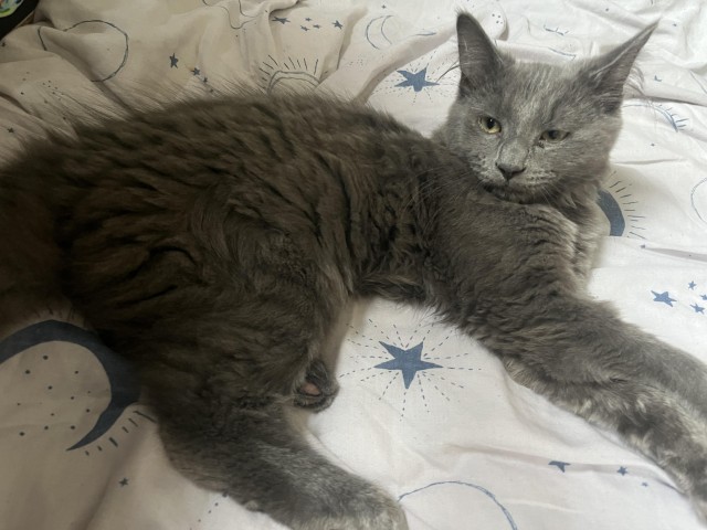 Необычный котёнок Бенни и его друзья