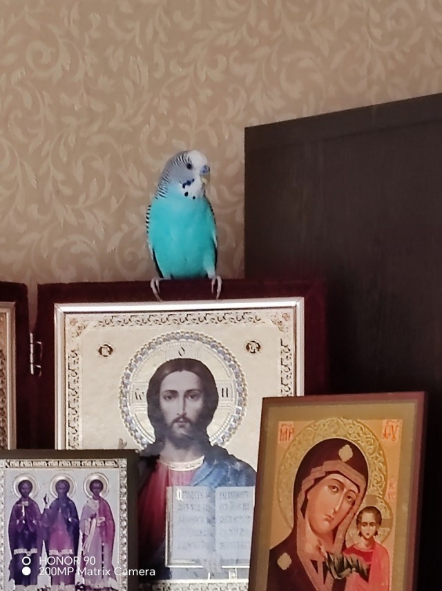 Попугай алкоголик