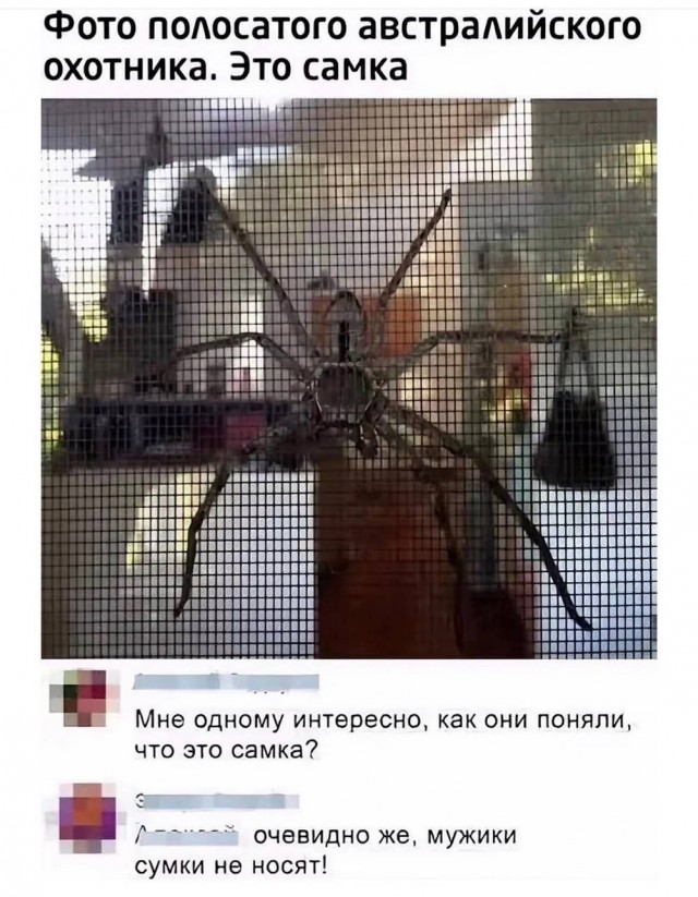 Картиночки, баянчики 17 июня