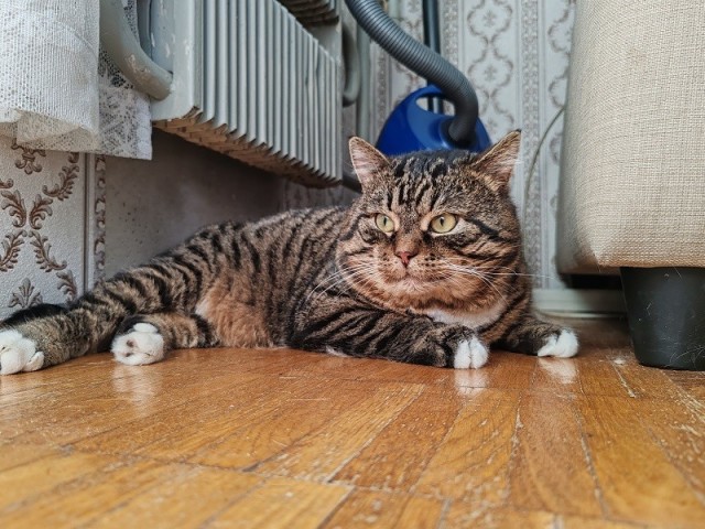 Доброе утро котаны!