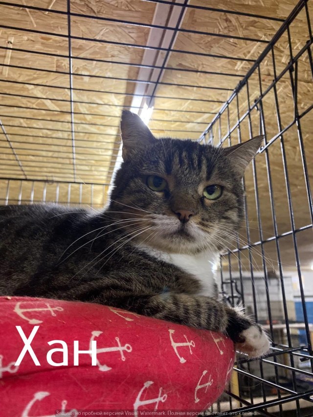 Жизнь домашнего приюта "Котоленд" 565