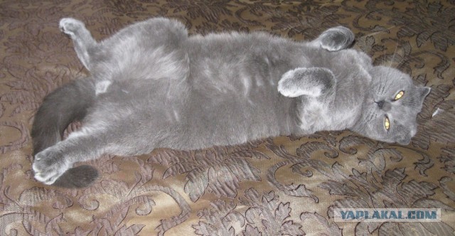 Котовторник 8.10.2013