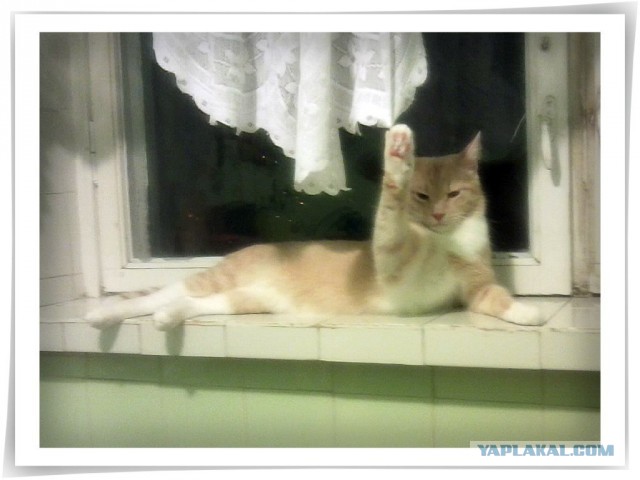 Котовторник 22.10.2013