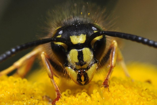 Взглянуть в лицо насекомым