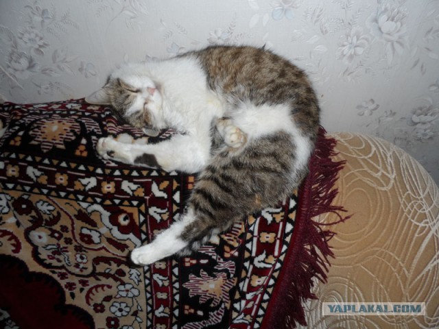 Котовторник 01.04.2014