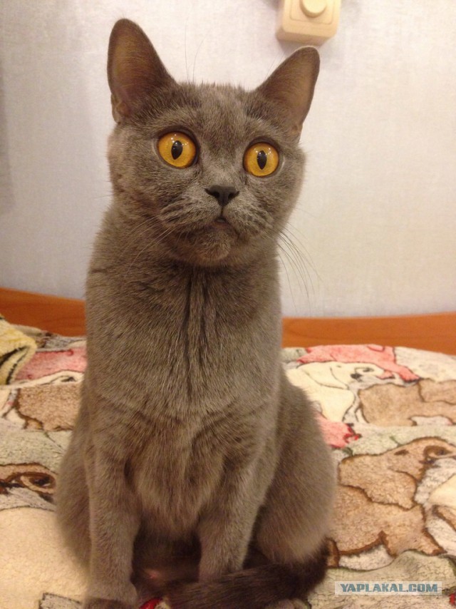 Котовторник 22.04.2014