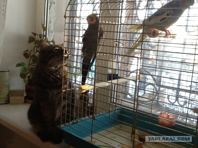Котовторник 7.10.2014