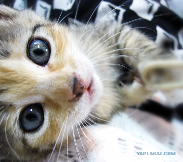 Котовторник 2.12.14