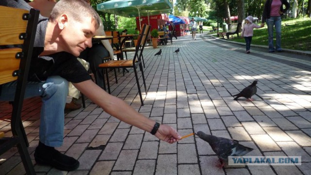 Наглые пернатые морды