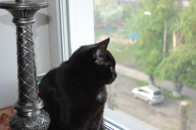 Котовторник 16.06.2015., Котовторник наступил!