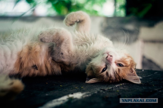 Котовторник