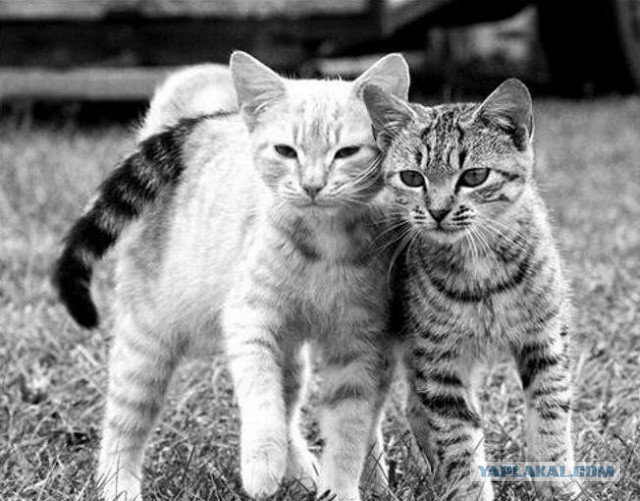 Хоть и не котовторник