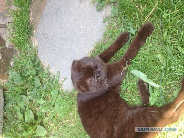 Котенок по имени Мя.