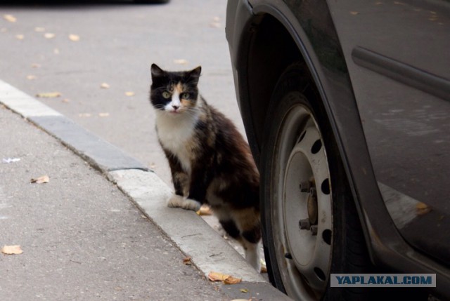 Котовторник 20.10.2015