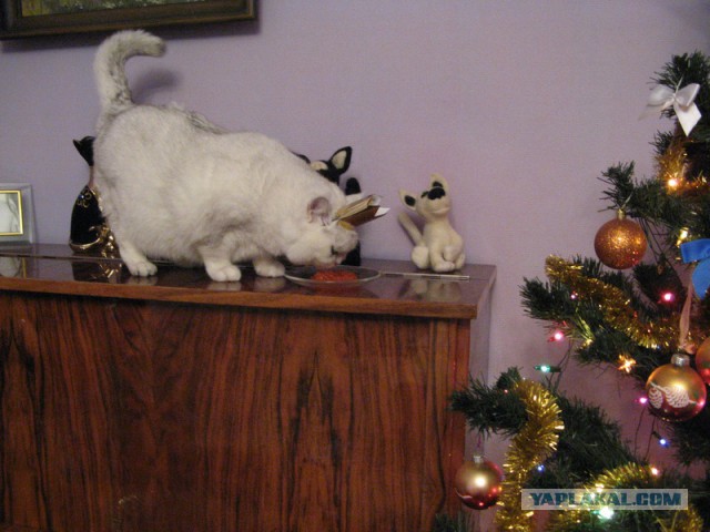Котовторник 16.06.2015., Котовторник наступил!