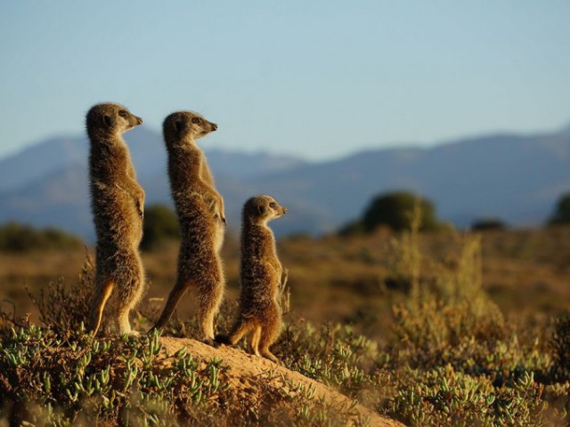 Лучшие фотографии National Geographic 2015