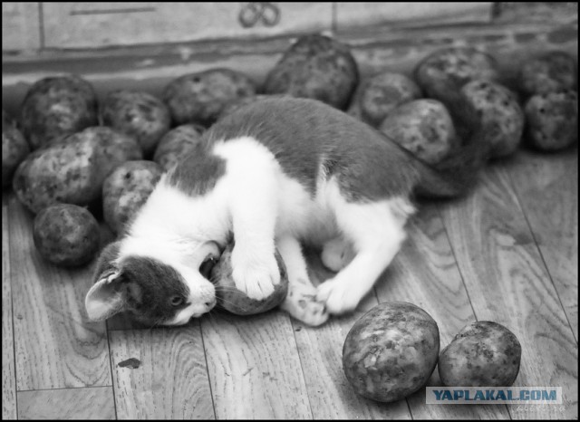 Деревенские коты