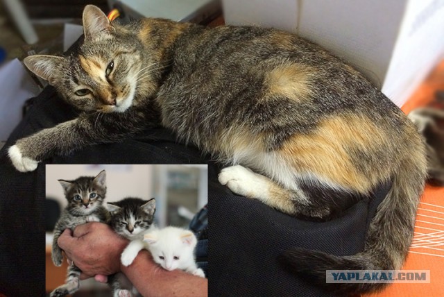 Те, которым мы помогли.