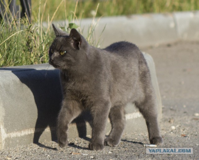 Котовторник 31.05.2016