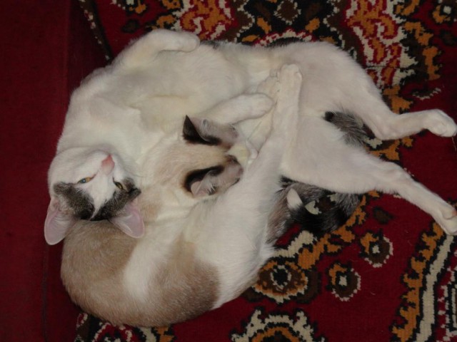 Ваши фотки котов на телефон
