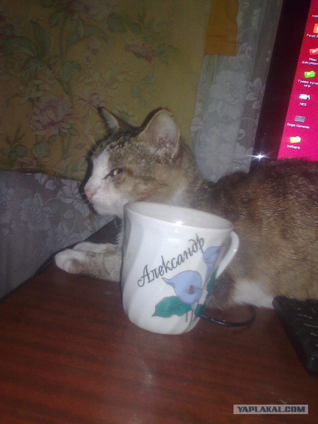 Котовторник 26.07 2016