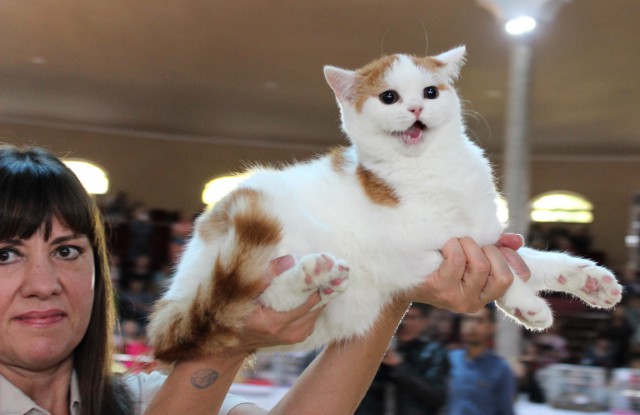 «Осенний Кошкент-2016»