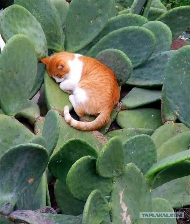 Коты и Кошки