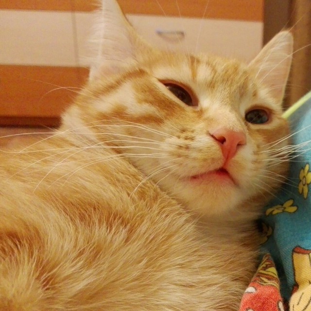 Коты и Кошки