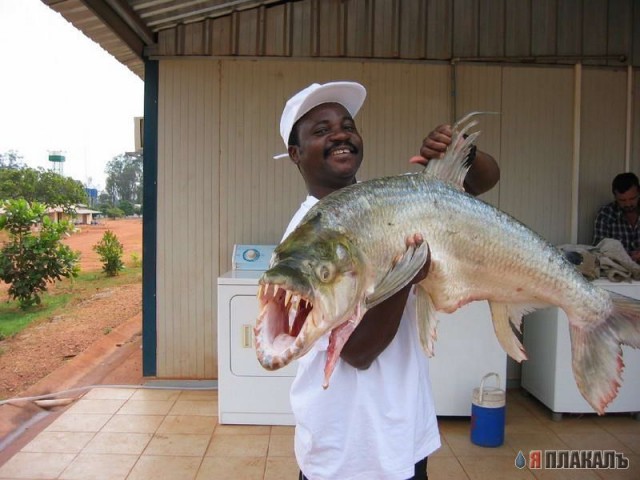 Не плавайте в Реке Конго!