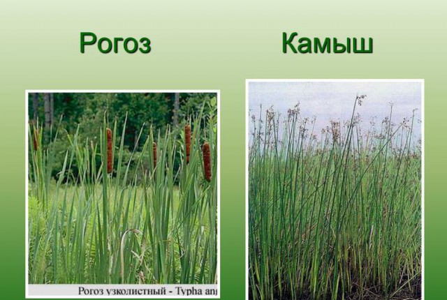 Как выглядит цветок рогоз