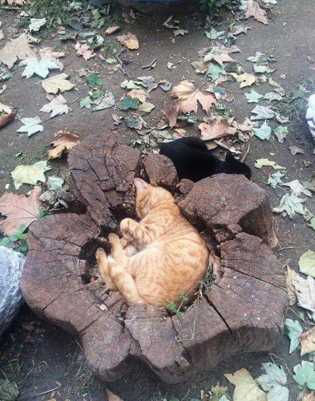 Коты и Кошки