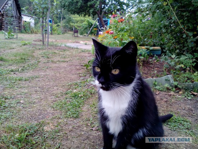 Котовторник 28.11.2017