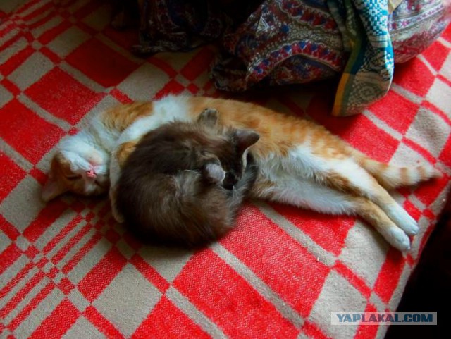 Котовторник 20.02.18