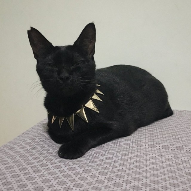 Прикольных котов пост