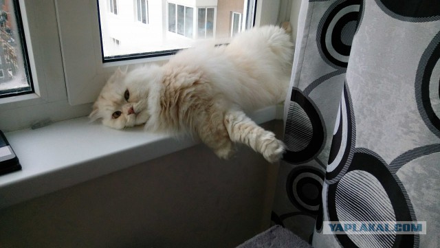 Котовторник ждали? А вот и он!