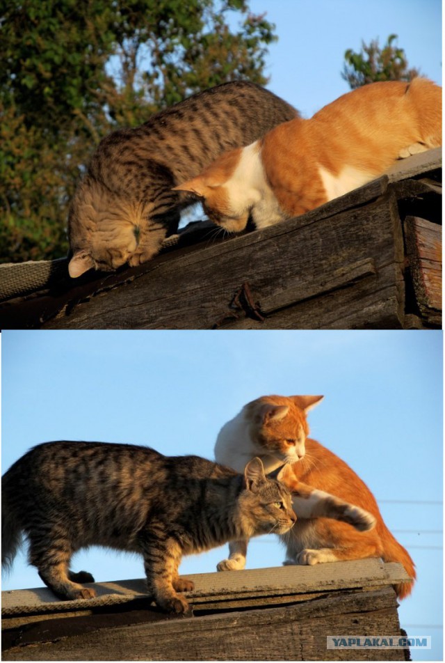 Котовторник  12.06.2018